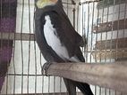 Cockatiel Bird