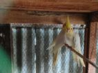 Cockatiel