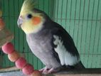 Cockatiel