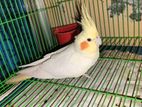 Cockatiel