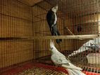 Cockatiel for sale