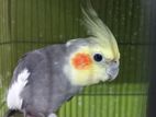 Cockatiel For Sale
