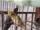 Cockatiel For Sale