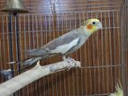 Cockatiel for sale