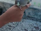 Cockatiel bird for sell