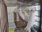 Cockatiel for sell