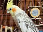 Cockatiel