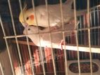 Cockatiel