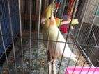 cockatiel for sell