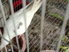 Cockatiel