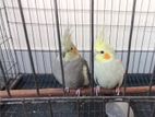cockatiel birds for sell