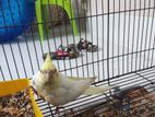 Cockatiel Bird