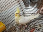 Cockatiel for sell