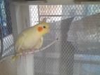 cockatiel for sale(male)