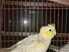 Cockatiel For Sell