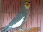 Cockatiel for sell