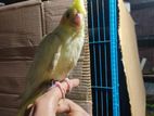 Cockatiel for sell