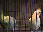 Cockatiel for sell