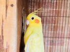 Cockatiel for sell