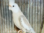 cockatiel for sell