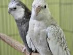 Cockatiel full running pair