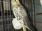 cockatiel full tame (8 month age)