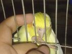 Cockatiel Full Team Bird 10 Month