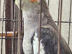 cockatiel gray for sell