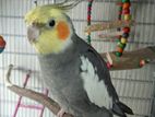 Cockatiel Grey Bird