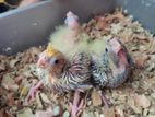 Cockatiel Hand Feed Baby