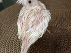 Cockatiel heavy pied baby high mutation for sale