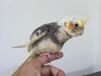 cockatiel heavy pied for sale . self feeded