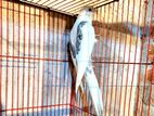 Cockatiel ককাটেল