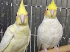 Cockatiel ককাটেল পাখি