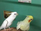 Cockatiel ককাটিয়েল Tame for sale