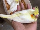 Cockatiel ককাটিয়েল