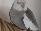 Cockatiel