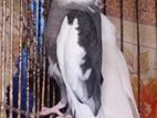 Cockatiel কোকাটেল