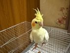 Cockatiel কোকাটেল