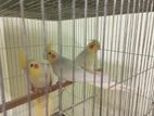 cockatiel কোকাটেল