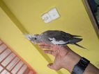 Cockatiel কোকাটেল