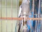 Cockatiel কোকাটেল