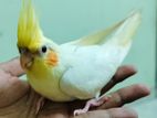 Cockatiel - কোকাটেল