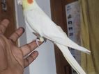 Cockatiel Latino