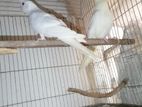 Cockatiel Lutino Albino Baby Pair ককাটেল