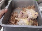 cockatiel lutino baby