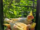 Cockatiel lutino baby