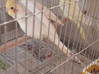 Cockatiel Lutino Bird