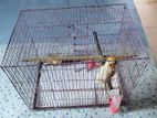 Cockatiel Lutino