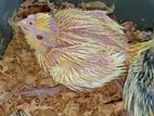 Cockatiel lutino heavy pearl baby for sale